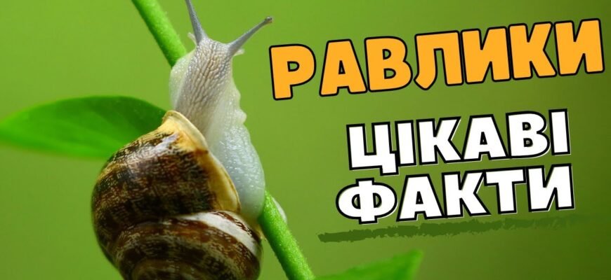 Цікаві факти про равликів: несподівані відкриття та дивовижні особливості
