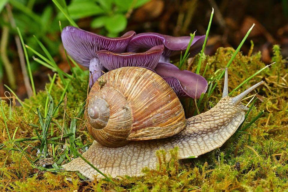 Чим вкрите тіло в молюсків - Покрокова відповідь