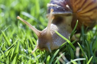 Цікаві факти про равликів: що ви не знали про цих молюсків?