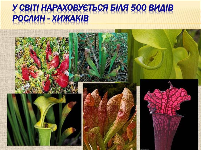 Росичка комахоїдна - рослина хижак в домашніх умовах