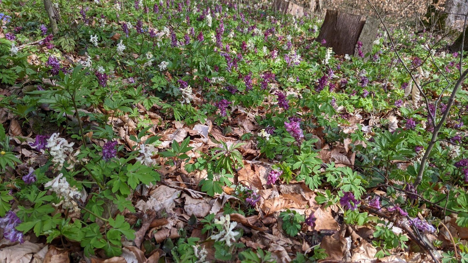В лісах парку зацвів ряст - Ужанський національний природний парк