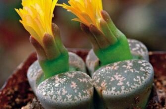 Цікаві факти про ряст: відкрийте дивовижний світ весняної рослини