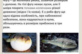 Цікаві факти про рибу фугу: секрети, небезпеки та кулінарія