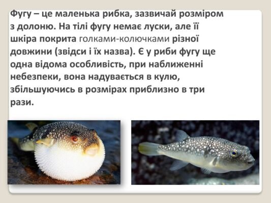 Цікаві факти про рибу фугу: секрети, небезпеки та кулінарія