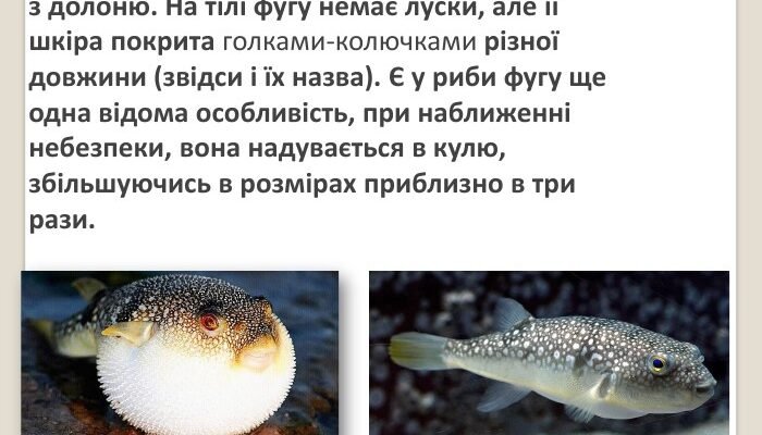 Цікаві факти про рибу фугу: секрети, небезпеки та кулінарія
