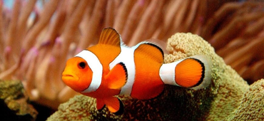 Цікаві факти про рибу-клоуна: секрети життя яскравого мешканця моря