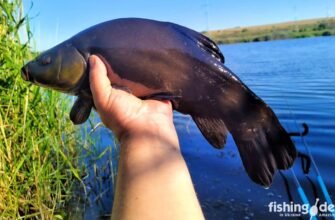 Цікаві факти про рибу лин: що робить її унікальною в природі