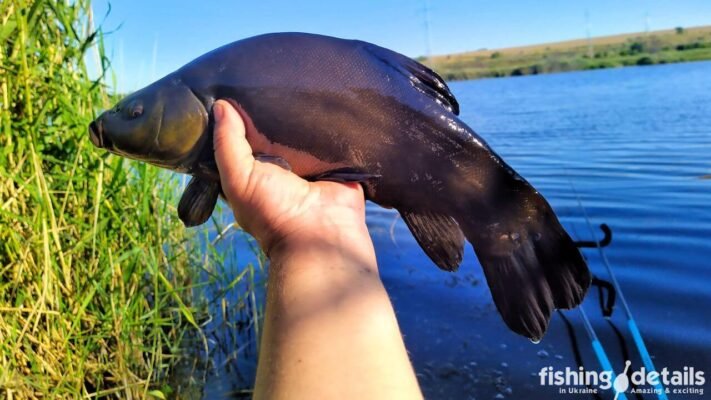 Цікаві факти про рибу лин: що робить її унікальною в природі