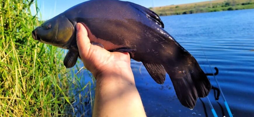 Цікаві факти про рибу лин: що робить її унікальною в природі