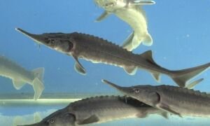 Факты о меч-Рыбе