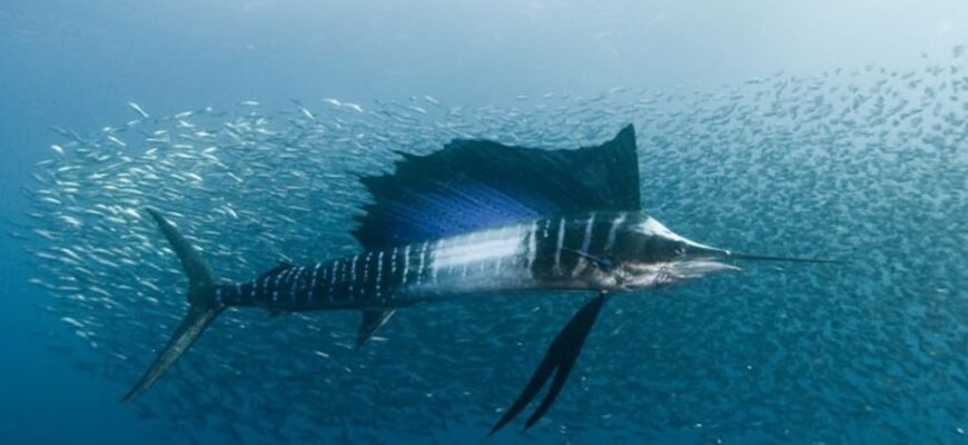 Цікаві факти про рибу-меч: морський хижак з унікальними здібностями Цікаві факти про рибу-меч: морський хижак з унікальними здібностями