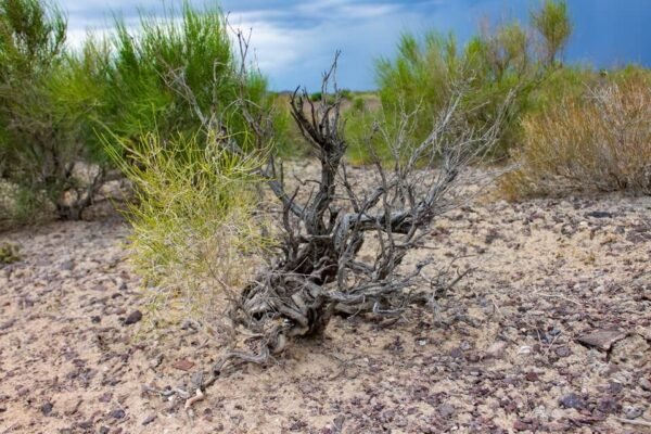 Цікаві факти про саксаул: унікальні властивості пустельної рослини