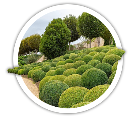 Цікаві факти про самшит: історія, вирощування та догляд рослини