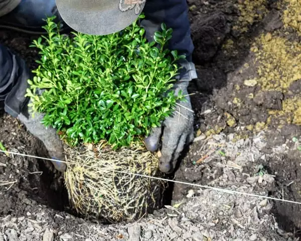 Самшит вічнозелений – догляд, посадка, опис з фото, розмноження ...