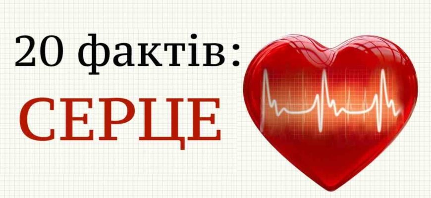 Цікаві Факти Про Серце: Вражаючі Дані та Маловідомі Історії Цікаві Факти Про Серце: Вражаючі Дані та Маловідомі Історії