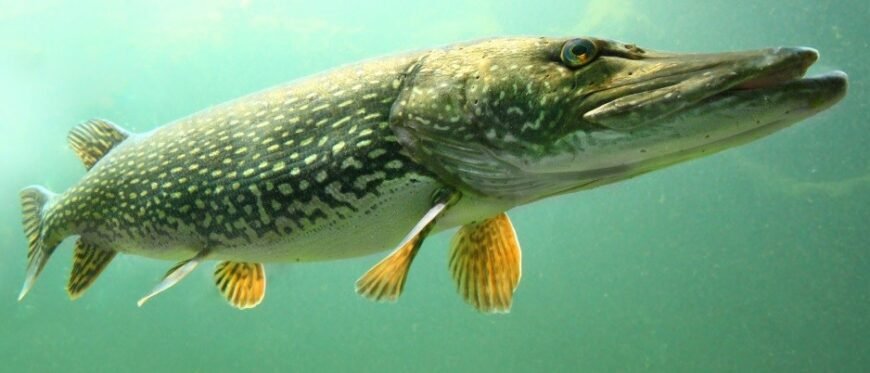 Цікаві факти про щуку: дізнайтеся більше про цього хижака водойм!