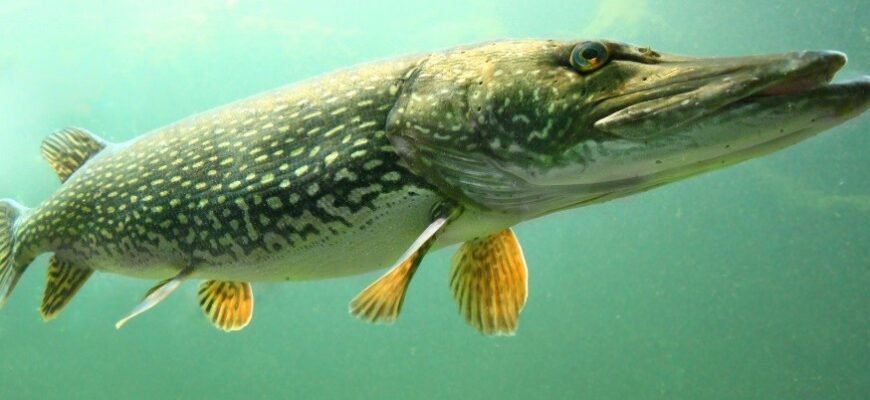 Цікаві факти про щуку: дізнайтеся більше про цього хижака водойм!