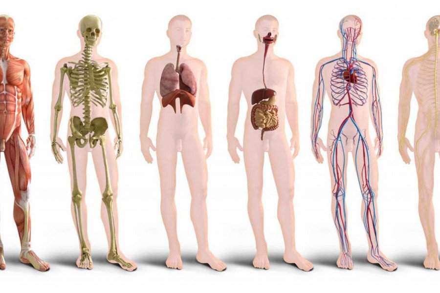 Шкіра — Вікіпедія