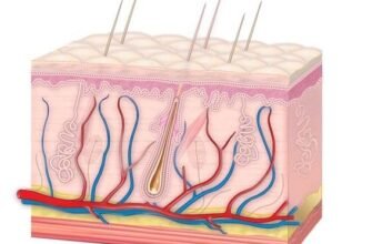 Цікаві факти про шкіру: дізнайтеся більше про найбільший орган тіла