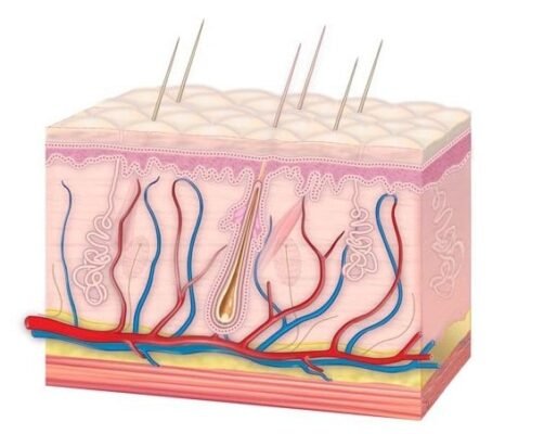 Цікаві факти про шкіру: дізнайтеся більше про найбільший орган тіла