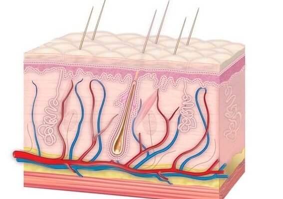 Цікаві факти про шкіру: дізнайтеся більше про найбільший орган тіла Цікаві факти про шкіру: дізнайтеся більше про найбільший орган тіла