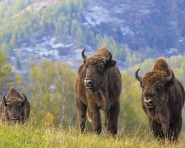Шишкар сосновий (Loxia Pytiopsittacus) :: Пернаті друзі, птахи ...