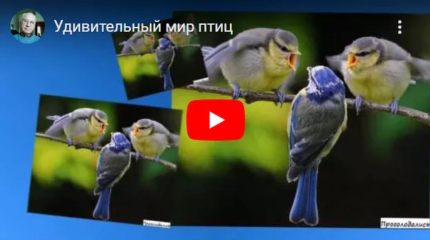 Цікаві факти про шишкарів: дивовижні здібності цих птахів