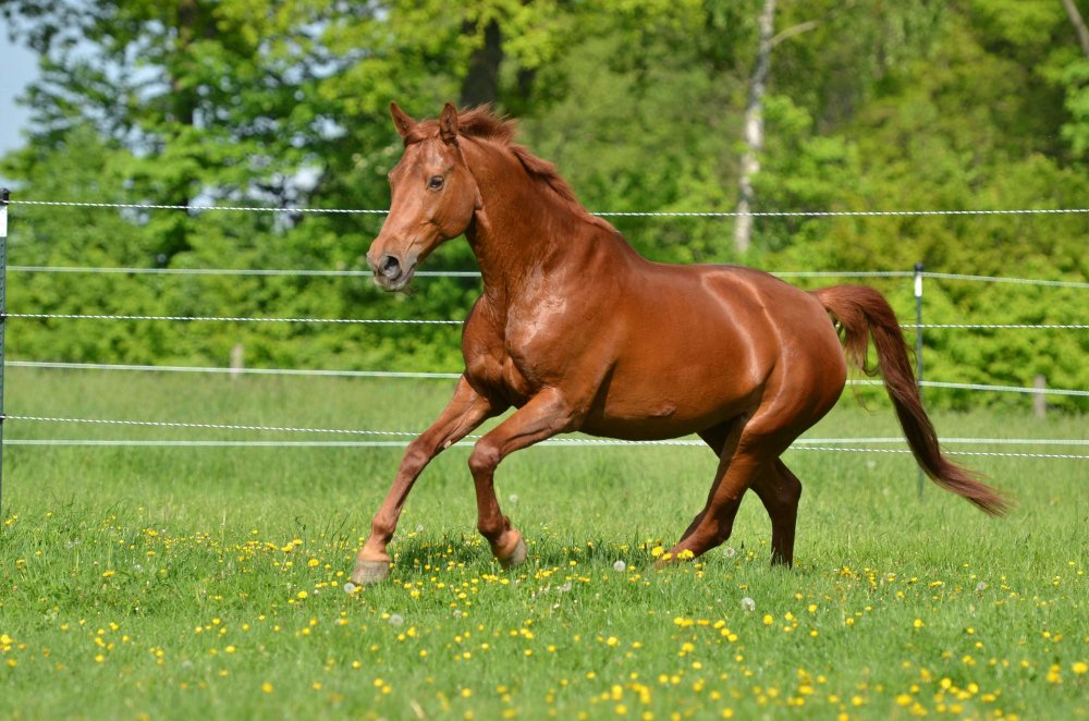 🌲🌲🌲Хто такі шишкарі?🐦🐦🐦 Шишкарі – це невеликі горобцеподібні ...