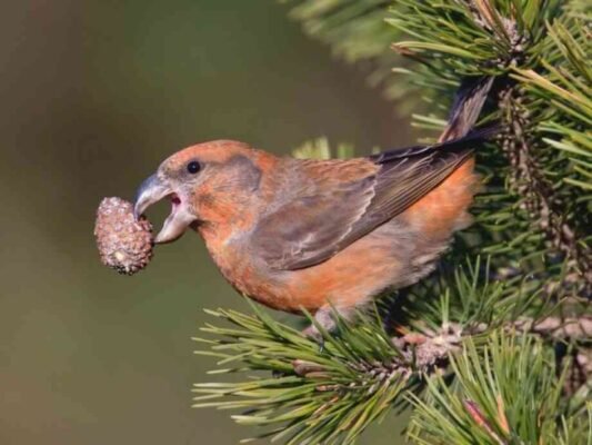Цікаві факти про шишкаря: унікальні звички та середовище існування Цікаві факти про шишкаря: унікальні звички та середовище існування