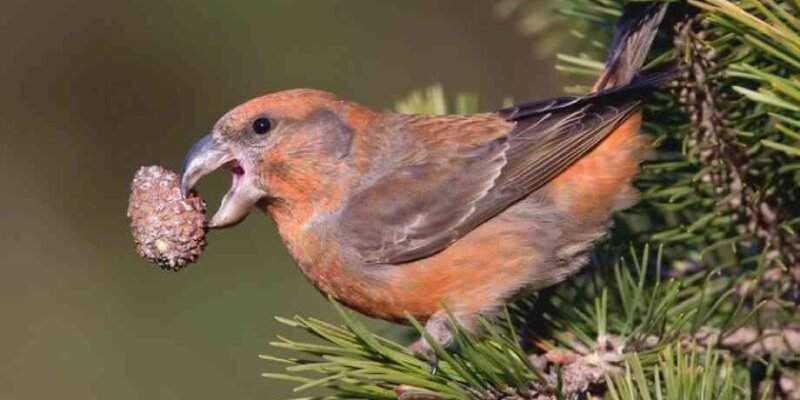Цікаві факти про шишкаря: унікальні звички та середовище існування Цікаві факти про шишкаря: унікальні звички та середовище існування