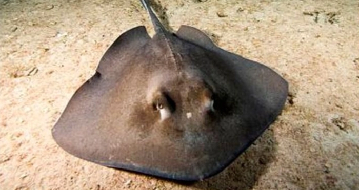 Цікаві факти про скатів: дивовижні морські створення у деталях