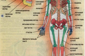 Цікаві факти про скелет людини: незвідані історії вашого тіла