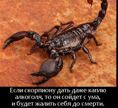 Цікаві факти про скорпіонів - Dovidka.biz.ua
