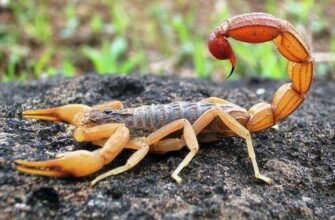 Цікаві факти про скорпіонів: неймовірні відкриття у світі арахнід