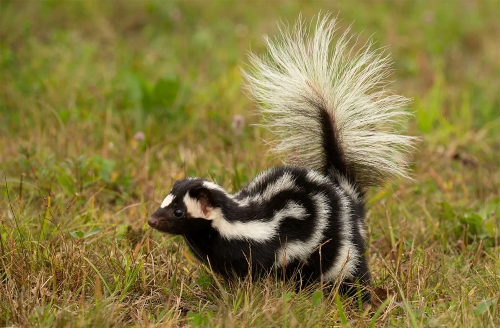 31 факт про скунсів – 🧐 MillionFacts