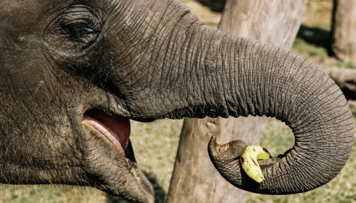 Цікаві факти про слонів: відкрийте світ найбільших наземних тварин