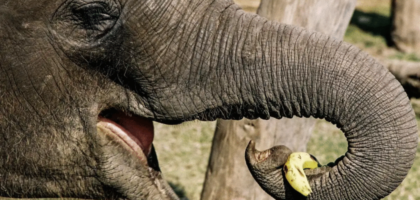Цікаві факти про слонів: відкрийте світ найбільших наземних тварин