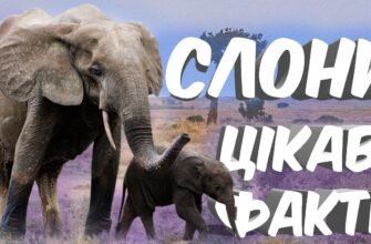 Цікаві факти про слонів: відкрийте таємниці цих велетнів природи