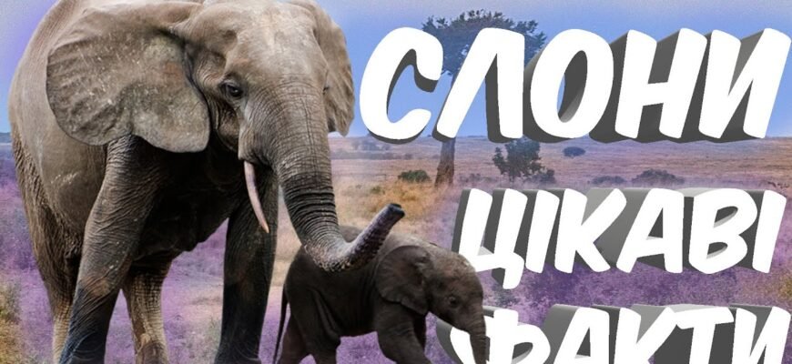 Цікаві факти про слонів: відкрийте таємниці цих велетнів природи Цікаві факти про слонів: відкрийте таємниці цих велетнів природи