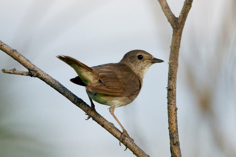 50 цікавих фактів про солов'їв