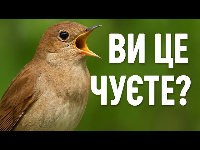 СПІВ СОЛОВ'Я, який підкорив МІЛЬЙОНИ! 🐦🔥цікаві факти. - YouTube