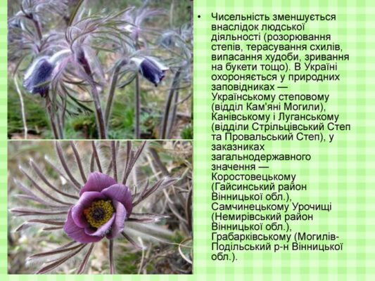 Цікаві факти про сон-траву: відкрийте секрети чарівної рослини