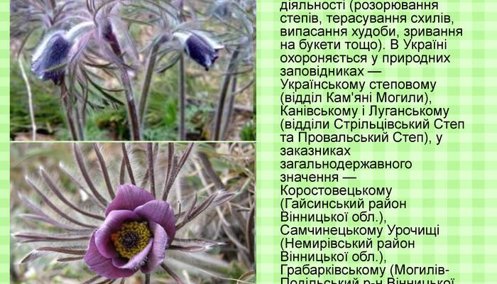 Цікаві факти про сон-траву: відкрийте секрети чарівної рослини