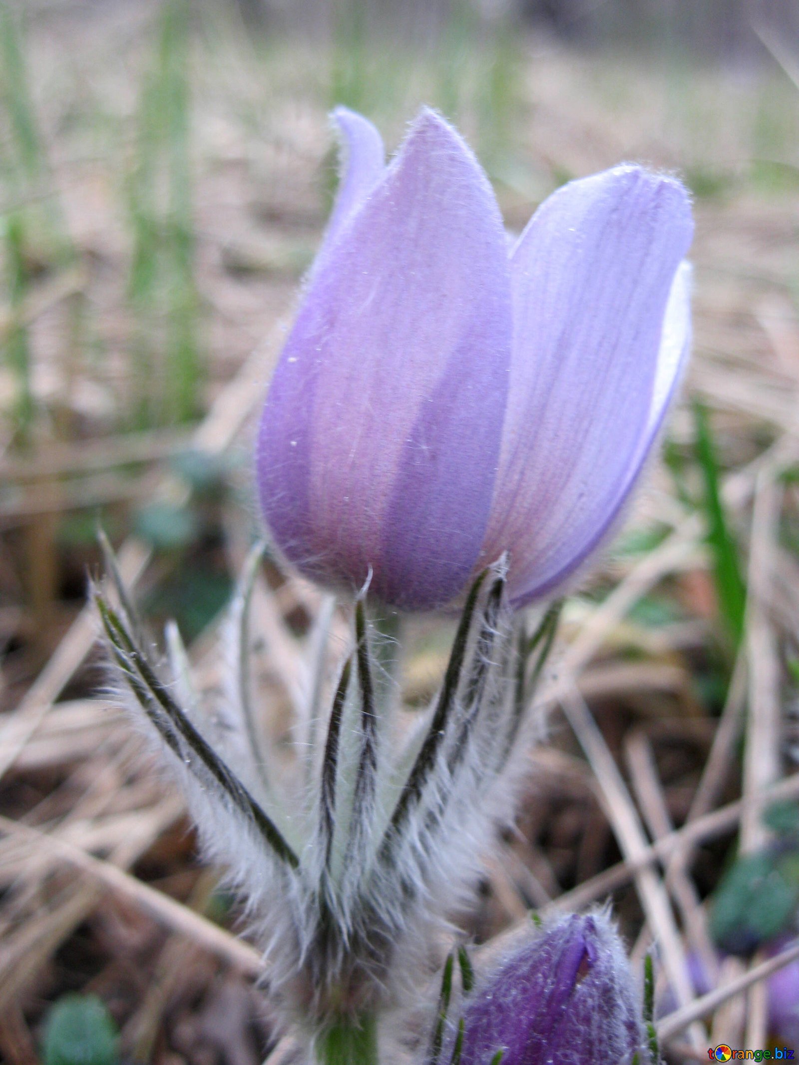 Сон трава. Рослина, що зникає