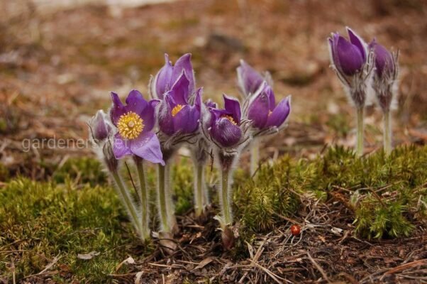 Цікаві факти про сон-траву: відкрийте таємниці цієї дивовижної рослини
