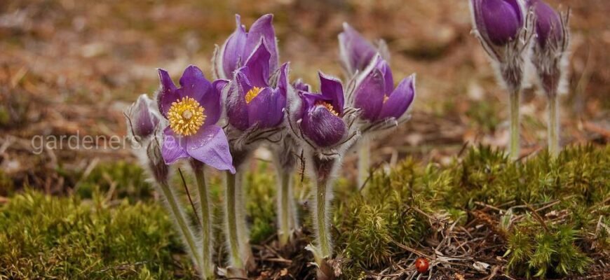 Цікаві факти про сон-траву: відкрийте таємниці цієї дивовижної рослини