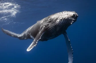 Цікаві факти про синього кита: величні гіганти океанів у цифрах