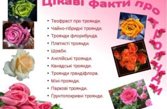 Цікаві факти про троянди: від історії до догляду за квітами
