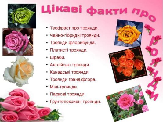 Цікаві факти про троянди: від історії до догляду за квітами