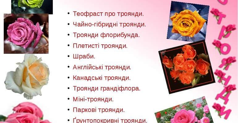 Цікаві факти про троянди: від історії до догляду за квітами